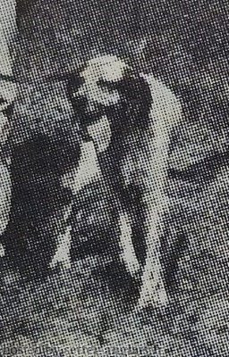 Setter Anglais ARNO DELLA FRODA Setter Anglais ARNO DELLA FRODA